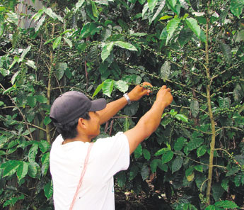 haga click para ampliar la imagen