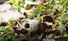 haga click para ampliar la imagen