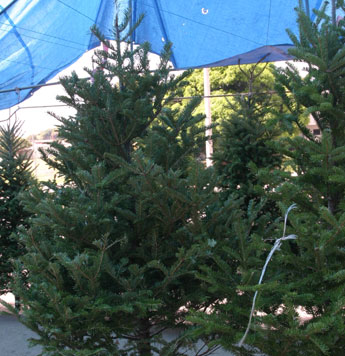 haga click para ampliar la imagen