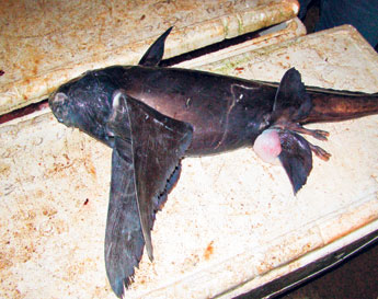 haga click para ampliar la imagen