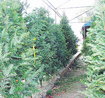 haga click para ampliar la imagen