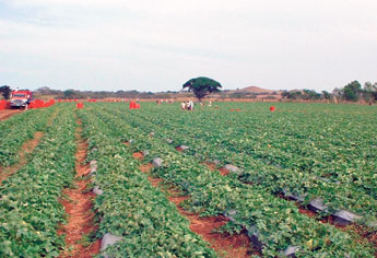 haga click para ampliar la imagen