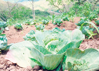 haga click para ampliar la imagen