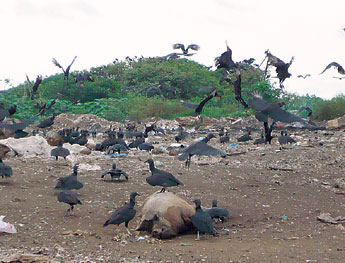 haga click para ampliar la imagen