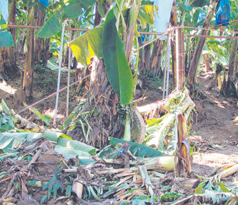 haga click para ampliar la imagen