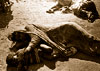 haga click para ampliar la imagen