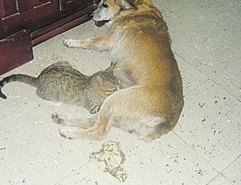 haga click para ampliar la imagen