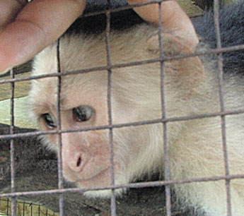 haga click para ampliar la imagen