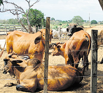 haga click para ampliar la imagen