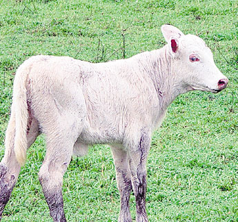 haga click para ampliar la imagen