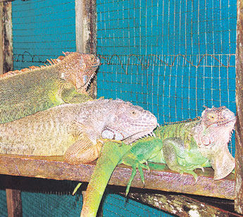 haga click para ampliar la imagen