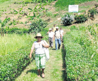 haga click para ampliar la imagen