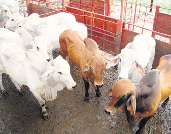 haga click para ampliar la imagen