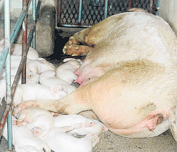 haga click para ampliar la imagen