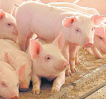 haga click para ampliar la imagen